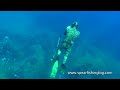 Spearfishing Shi drum (Umbrina cirrosa) in my favorite hole