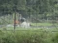 Burung Unta Burung Unta