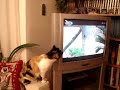 Akbaba BeLgeseLi izLeyen kedi 2