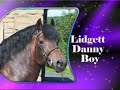 Welsh Cob Stallion Lidgett Danny Boy 15hh