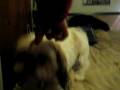 videos de Rocky with 