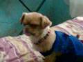 LAS MASCOTAS DE LA CASA