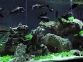 Tropheus Duboisi Tank