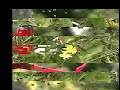 Humming-Bird Moth
