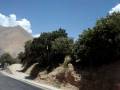 Pisco, Elqui