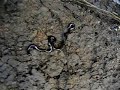 Blind snake 1