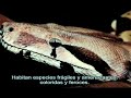 Aldea Latinoamericana - Por la GeografÃa de América Latina