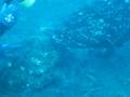 videos de Buceando con el mero Pancho en El Hierro