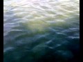 branco di anatre beccate dal pedalò