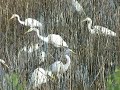 Egrets fishing