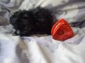 Shorkie puppies www.shorkie-puppies.net Shorkie puppies www.shorkie-puppies.net