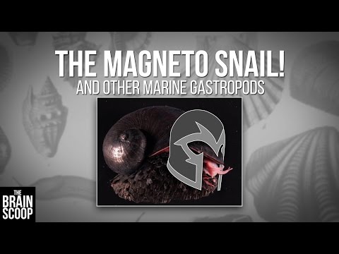 The Magneto Snail (and other marine gastropods)