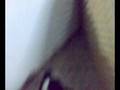 french bulldogs