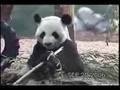 Giant Panda Bear Strips