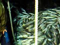 carregando d anchova