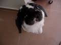 BB跑跑
