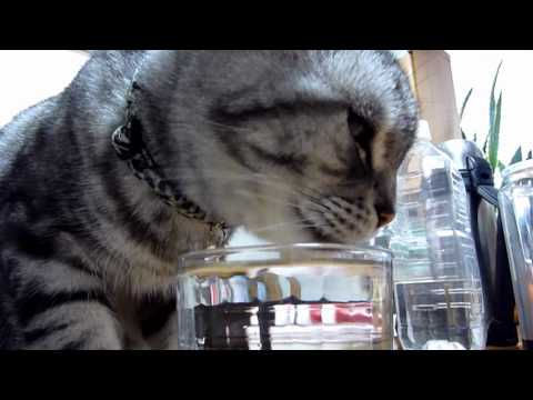 サイエンス誌では猫の水の飲み方が解明されたそうだが  ナゾは深まるばかり