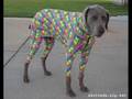 Funny Dog Halloween Costumes