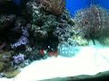 Pet lobster steals fish food in bottle