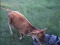 Jeeter at 9 months working cattle. Jeeter at 9 months working cattle.