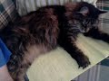 Cat Fails At Note Taking