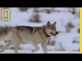 Wolf Hunting Tactics