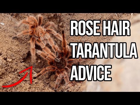 YouTube reptile video