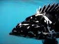 www.turkdivers.com