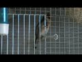 allevamento  cardellino  pacestefano  nuovi  video3