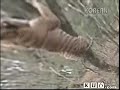 Tiger climbing up tree 10 meter high