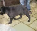 De nieuwe hond van de fam. Veen heet Liv!