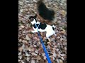 Indy's Fall Walk