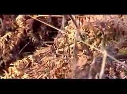 Worm-eating Warbler