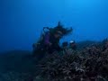 reef.html