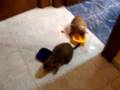 Assistir ao v�deo