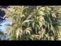 Golden conifers; Cryptomaria Sekkan-Sugi & Picea Skylands