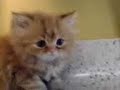 GATO PERSA