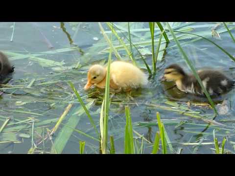 Cutest little duckling ever!