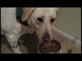 Dog Closes Cupboards