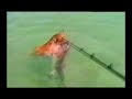 Dog Attack Shark