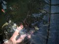Chagoi Ochiba spawn part tre