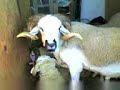 le mouton hawhaw le mouton hawhaw
