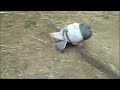 Bachelor Pigeon Movie Bachelor Pigeon Movie