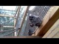 videos de Monkeys!