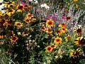 One of Katy's Flower Beds