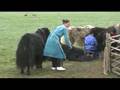 Mongolia - yak milking