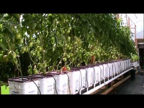 how to fertilize hydroponic tomatoes