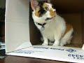 Pupi (pet cat) and a box.