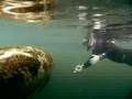 Manatee Encounter