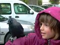 Lustige Tiere Rabe lustiges Tier Katze Hund Schwein طيور برية Дикая птица Chim hoang dã Funny Bird Wild Lustiger Vogel dog cat Dzikiego ptactwa Uccelli selvatici 야생 조